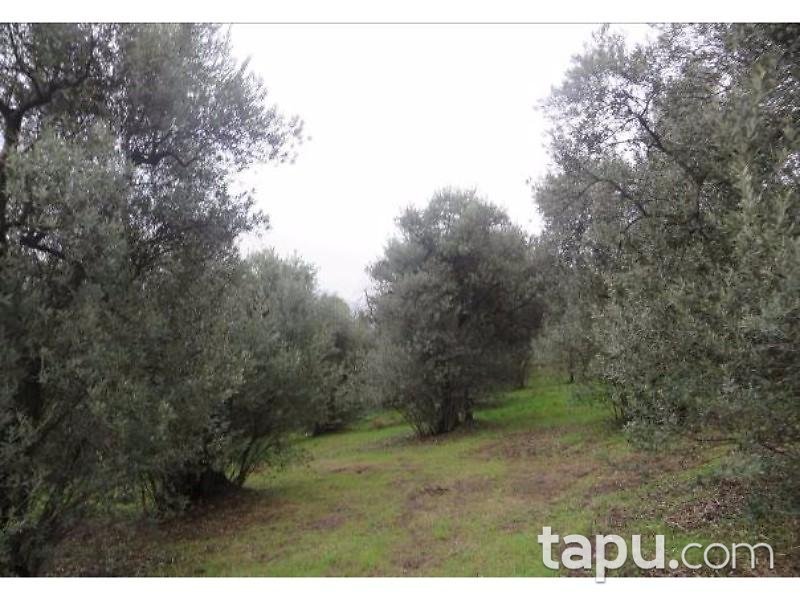 Bursa Gemlik'te 3000 m2 Zeytinlik