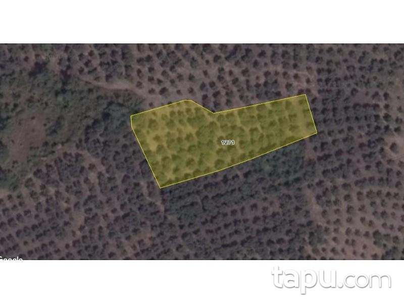Bursa Gemlik'te 3000 m2 Zeytinlik