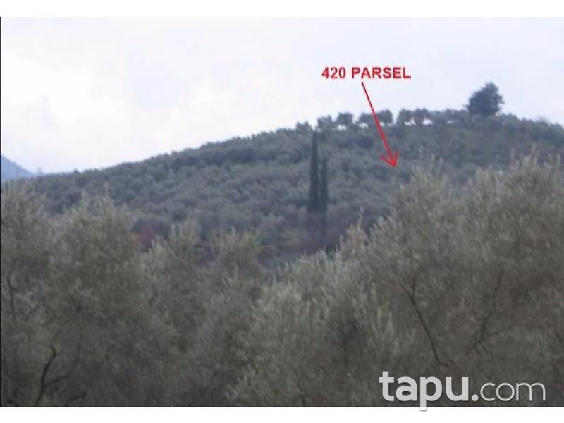 Bursa Gemlik Muratoba 6650 m2 Zeytinlik