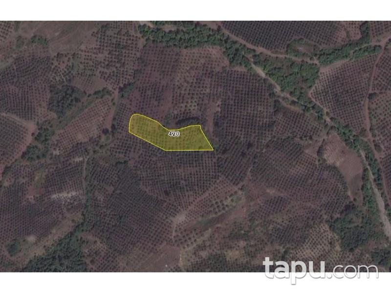 Bursa Gemlik Muratoba 6650 m2 Zeytinlik