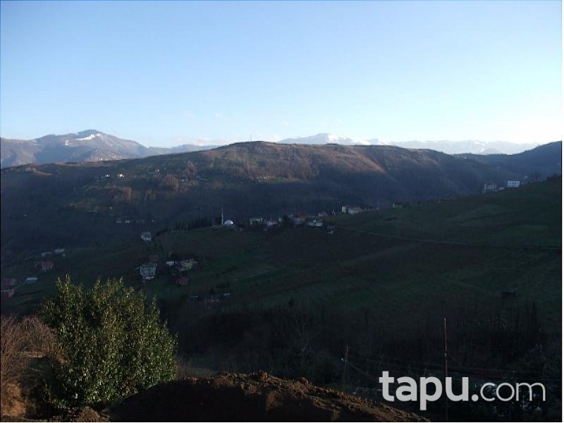 Trabzon Akçaabat'ta 5238m2 Tarla