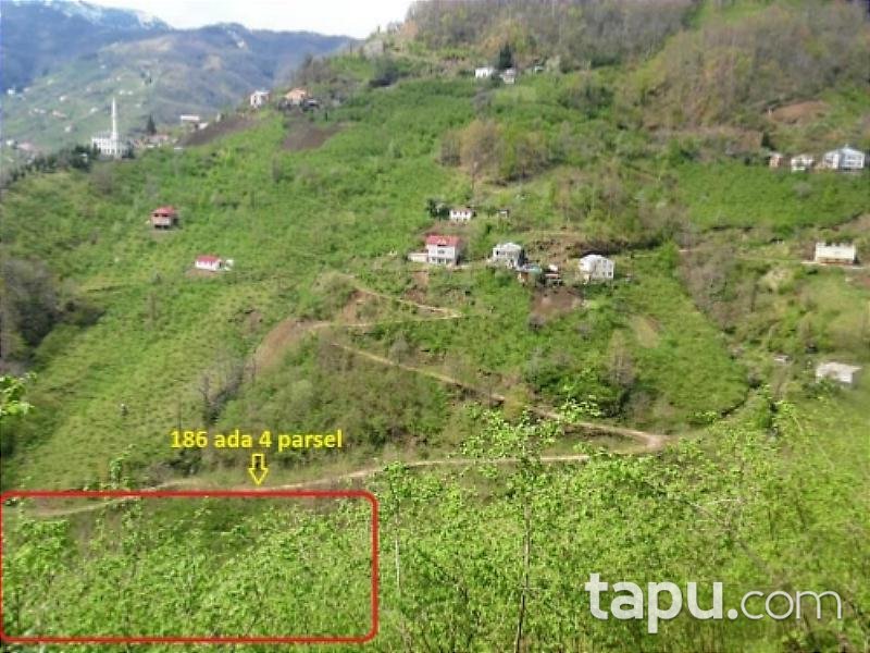Trabzon Şalpazarı'nda 2.901 m2 Fındık Bahçesi