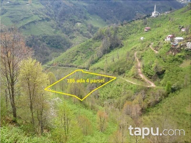 Trabzon Şalpazarı'nda 2.901 m2 Fındık Bahçesi