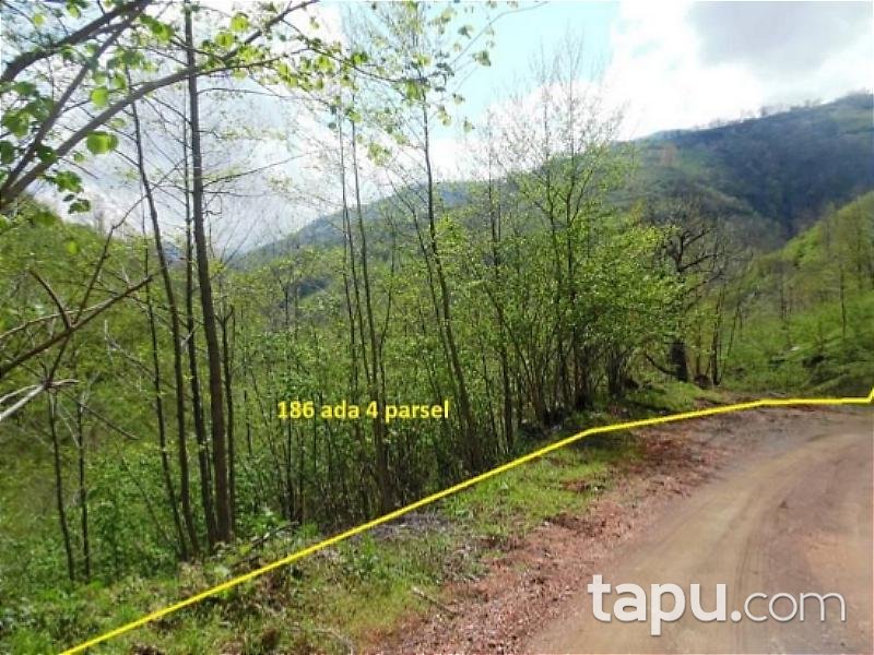 Trabzon Şalpazarı'nda 2.901 m2 Fındık Bahçesi