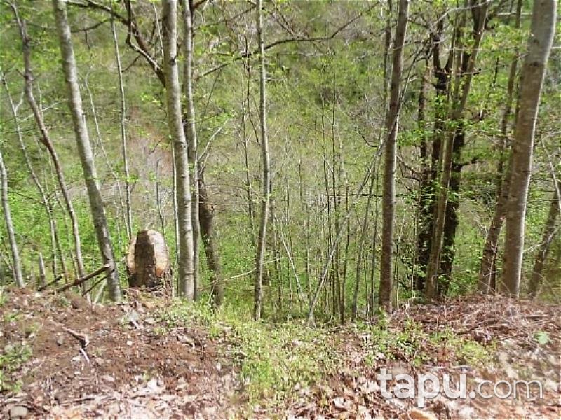 Trabzon Şalpazarı'nda 2.901 m2 Fındık Bahçesi