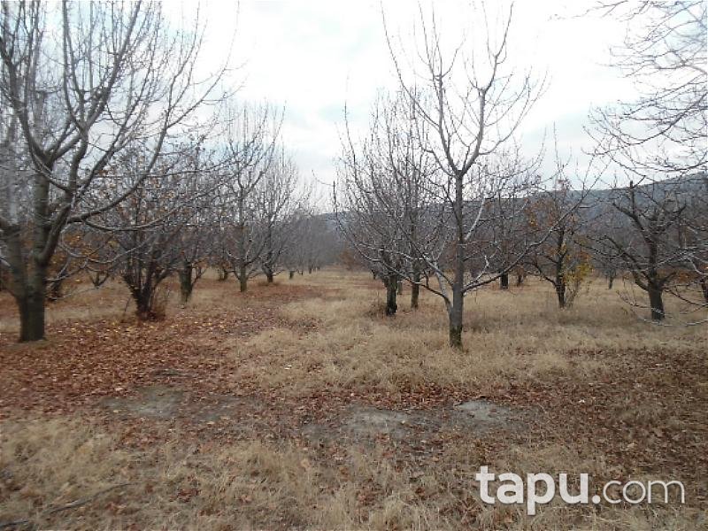 Isparta Taşköprü'de 2944m2 Bahçe