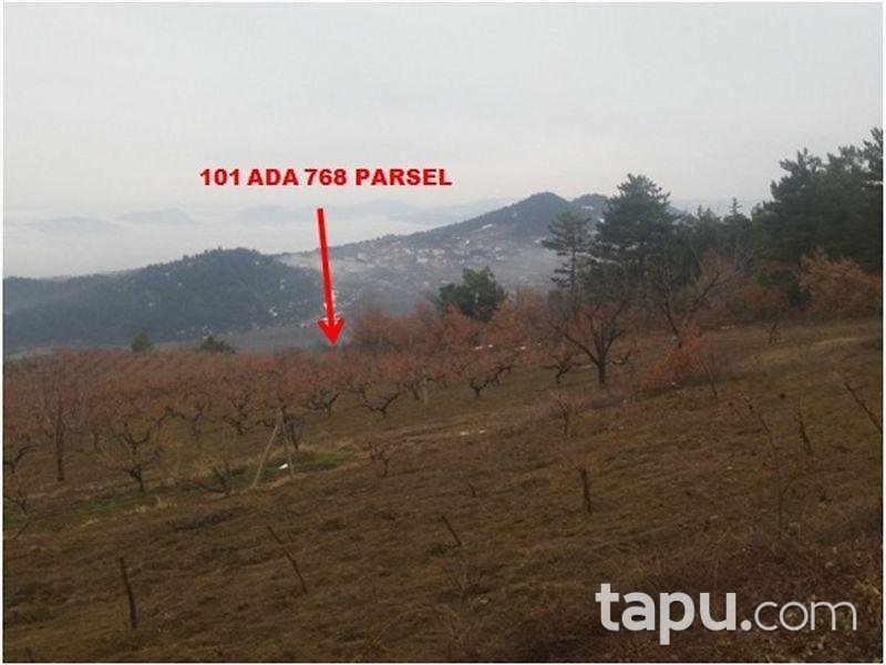 Sakarya Geyve Sekiharman'da 6427 m2 Bahçe