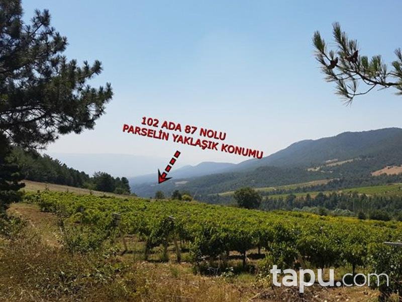 Sakarya Geyve Hisarlık'da 3524 m2 Bağ