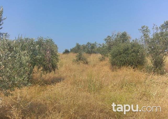 Bursa Gemlik'te 8.425m2 Zeytinlik