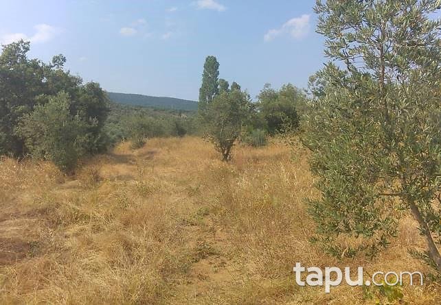 Bursa Gemlik'te 8.425m2 Zeytinlik