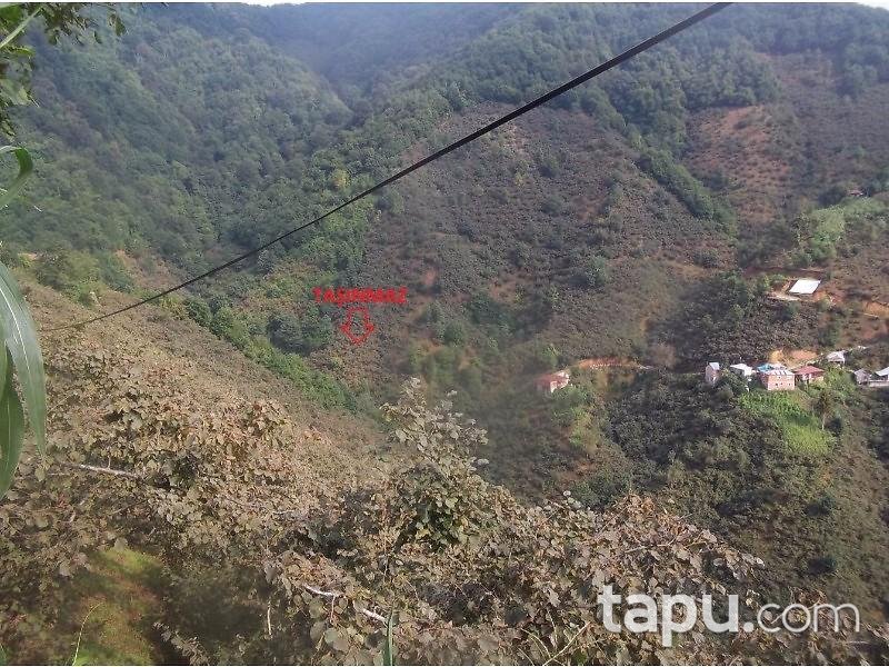 Giresun Espiye'de 3.271 m2 Fındık Bahçesi