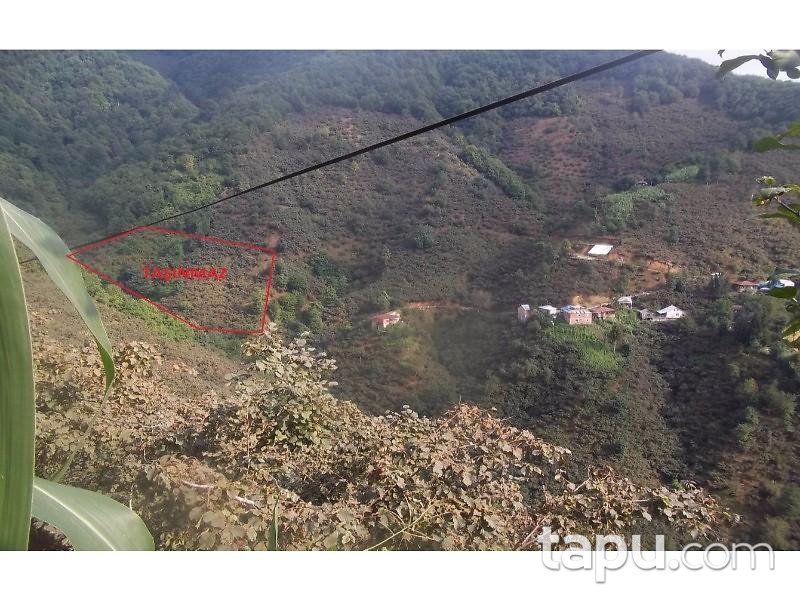 Giresun Espiye'de 3.271 m2 Fındık Bahçesi