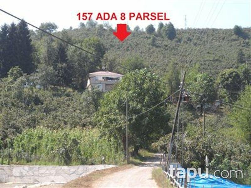 Ordu Ulubey'de 9383m2 Fındık Bahçesi