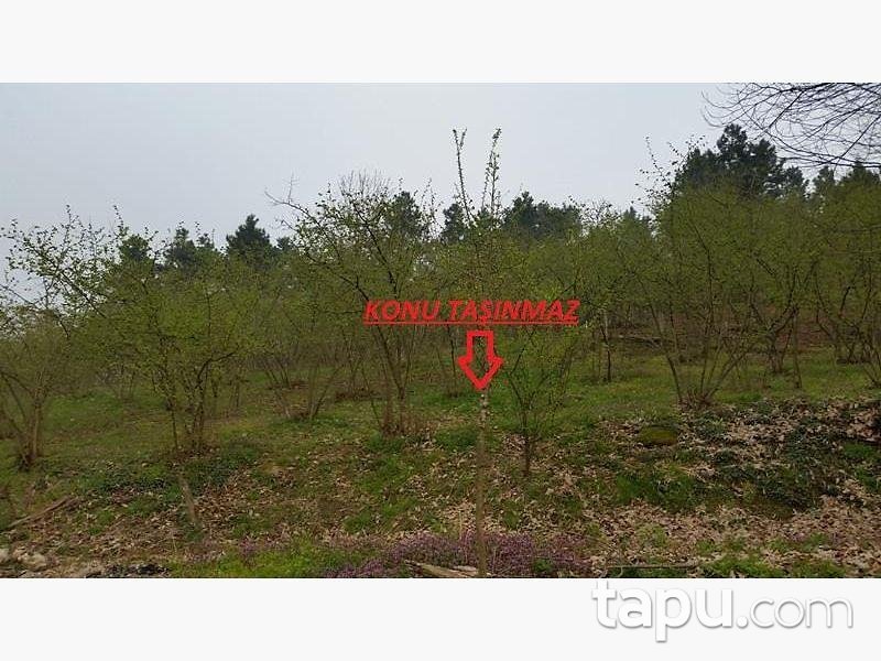 Düzce Akçakoca Dereköy'de 6992 m2 Fındık Bahçesi