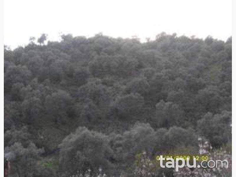 Aydın Sultanhisar'da 17.658 m2 Zeytinlik