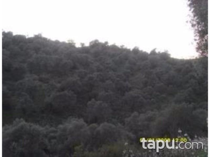 Aydın Sultanhisar'da 17.658 m2 Zeytinlik