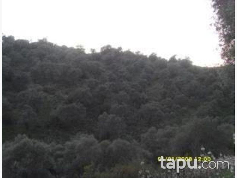 Aydın Sultanhisar'da 17.658 m2 Zeytinlik