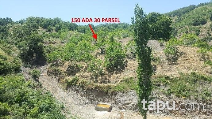 Aydın Nazilli'de 10217 m2 Tarla