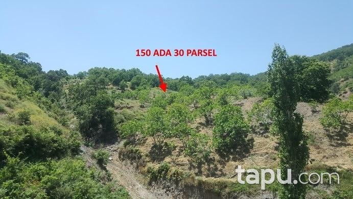 Aydın Nazilli'de 10217 m2 Tarla