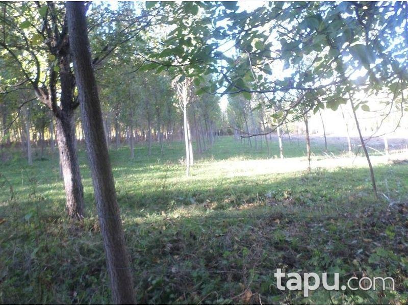 Kastamonu Taşköprü'de 8.550 m2 4 Adet Tarla