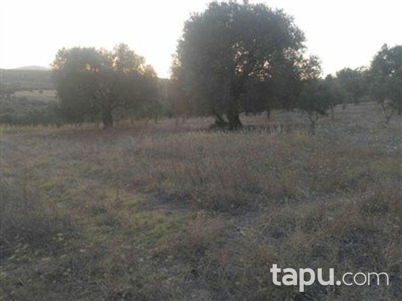 Manisa Saruhanlı'da 5500m2 Zeytinlik