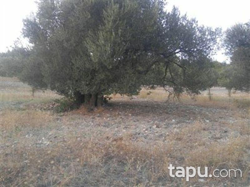 Manisa Saruhanlı'da 5500m2 Zeytinlik