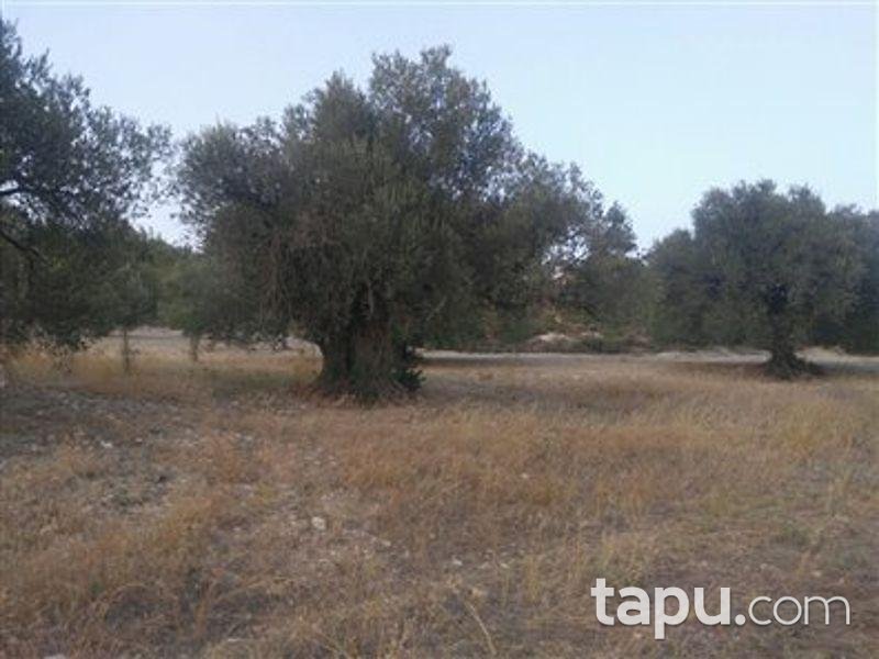 Manisa Saruhanlı'da 5500m2 Zeytinlik