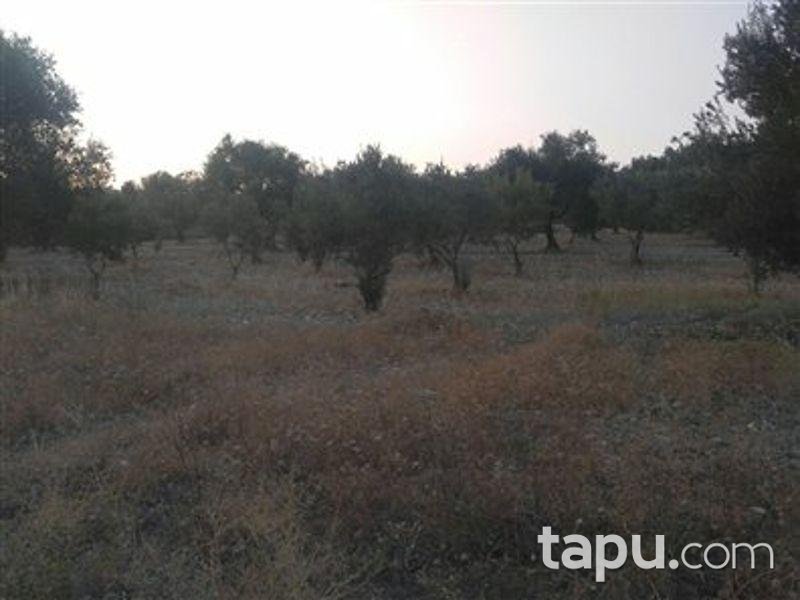 Manisa Saruhanlı'da 5500m2 Zeytinlik