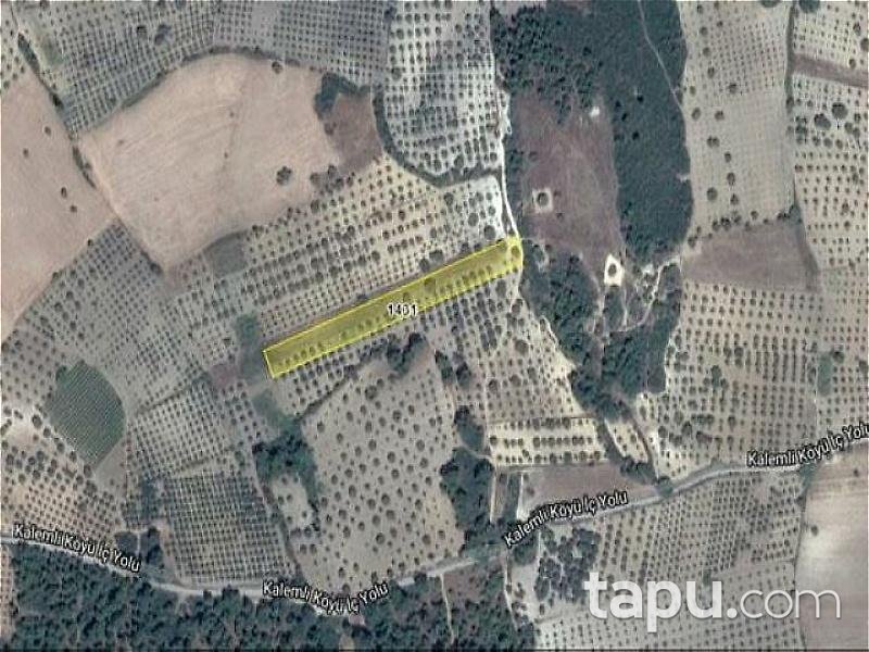 Manisa Saruhanlı'da 5500m2 Zeytinlik