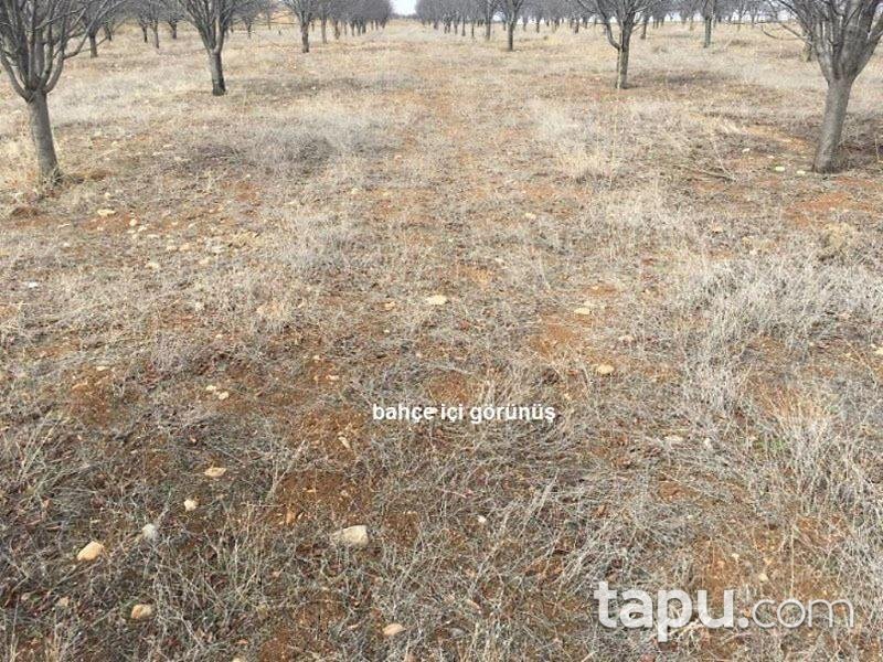 Afyonkarahisar Sultandağı Üçkuyu Köyünde 10.177 m2 Bahçe