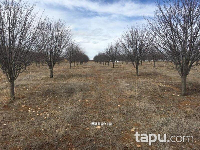 Afyonkarahisar Sultandağı Üçkuyu Köyünde 10.177 m2 Bahçe