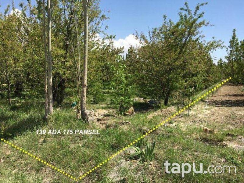 Afyonkarahisar Sultandağı Yakasenek'te 3824m2 Bahçe