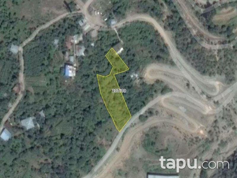 Artvin Merkez Salkımlı Köyünde 2375 M2 Bahçe