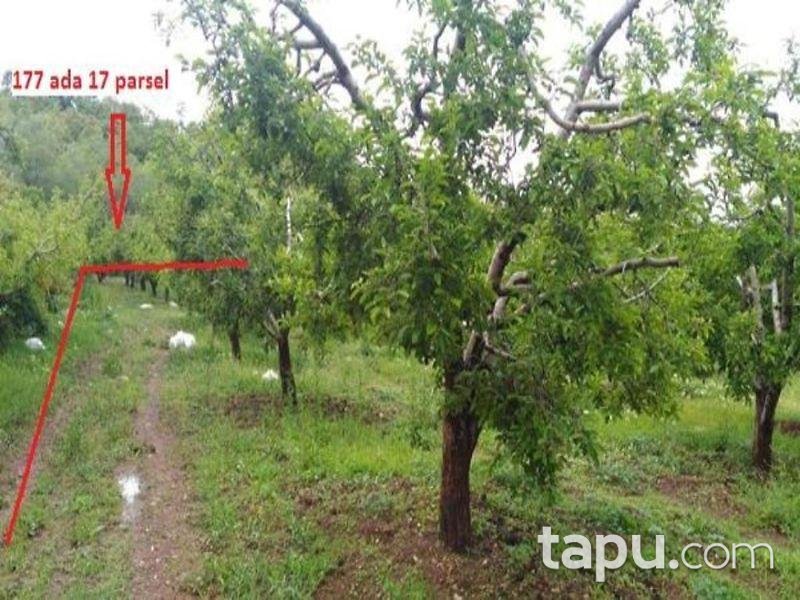 Isparta Aksu Sofular Köyünde 3360 M2 Elma Bahçesi