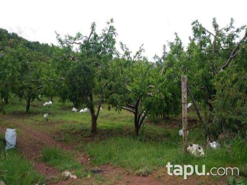 Isparta Aksu Sofular Köyünde 3360 M2 Elma Bahçesi