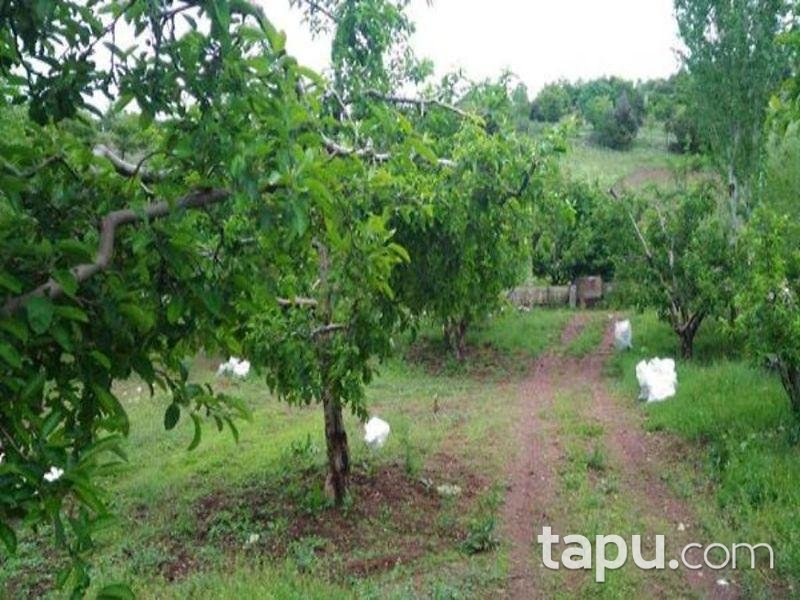 Isparta Aksu Sofular Köyünde 3360 M2 Elma Bahçesi