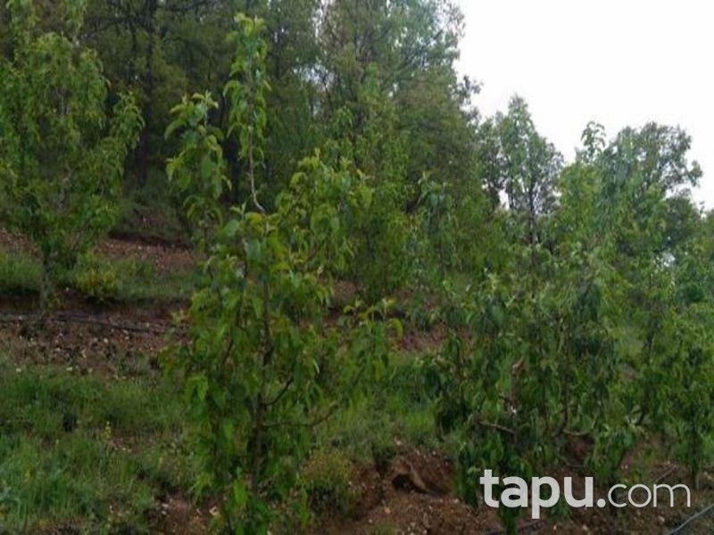 Isparta Aksu Sofular Köyünde 3360 M2 Elma Bahçesi