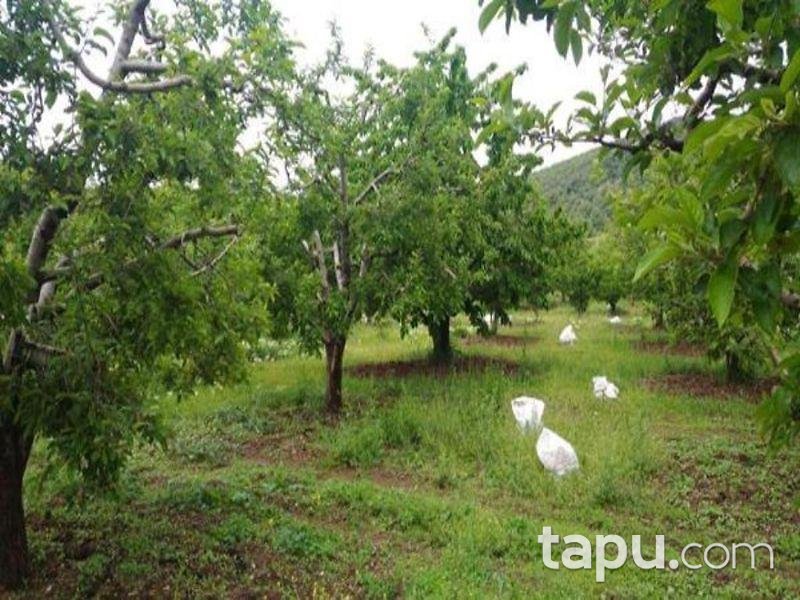 Isparta Aksu Sofular Köyünde 3360 M2 Elma Bahçesi