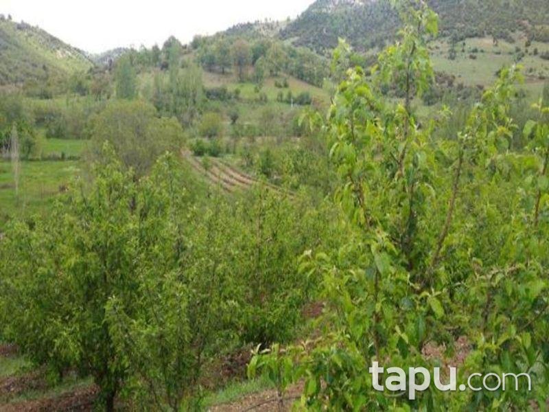 Isparta Aksu Sofular Köyünde 3360 M2 Elma Bahçesi