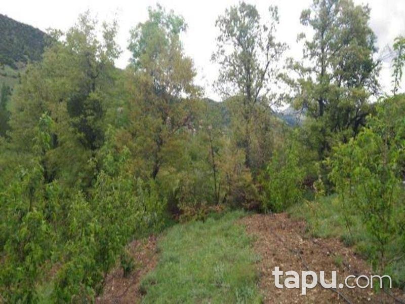 Isparta Aksu Sofular Köyünde 3360 M2 Elma Bahçesi