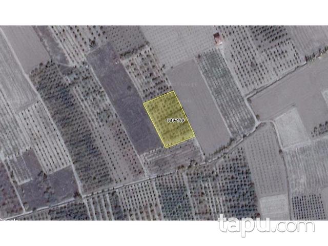 Isparta Senirkent'te 5 Adet 18.317 m2 Tarla