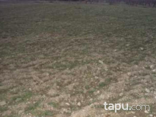 Isparta Senirkent'te 5 Adet 18.317 m2 Tarla