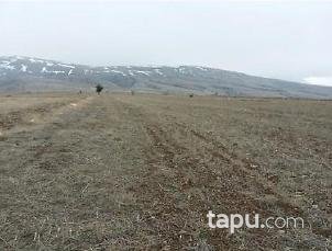 Afyonkarahisar Sandıklı Kusura Köyünde 31.500 m2 Tarla