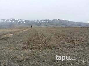 Afyonkarahisar Sandıklı Kusura Köyünde 31.500 m2 Tarla