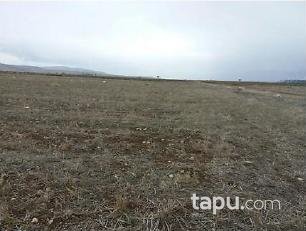 Afyonkarahisar Sandıklı Kusura Köyünde 31.500 m2 Tarla