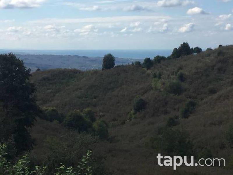 Düzce Akçakoca Hemşin'de 16.449m2 Fındık Bahçesi