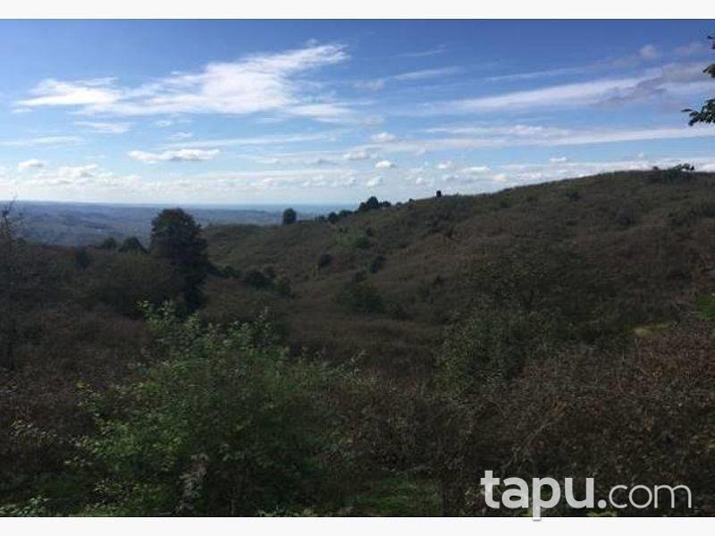 Düzce Akçakoca Hemşin'de 16.449m2 Fındık Bahçesi