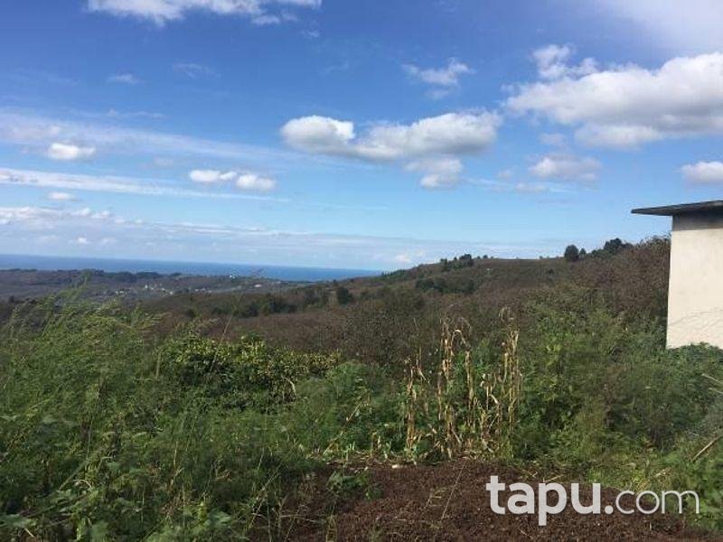 Düzce Akçakoca Hemşin'de 16.449m2 Fındık Bahçesi