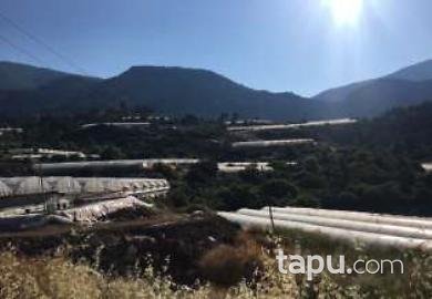 Antalya Kumluca İncircik Köyünde 7.036 m2 Tarla