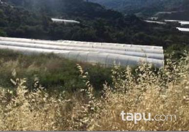 Antalya Kumluca İncircik Köyünde 7.036 m2 Tarla